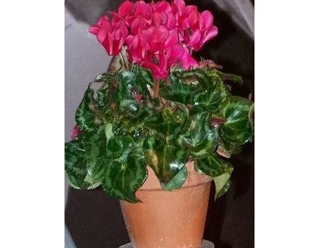 ciclamini