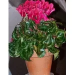 Ciclamini