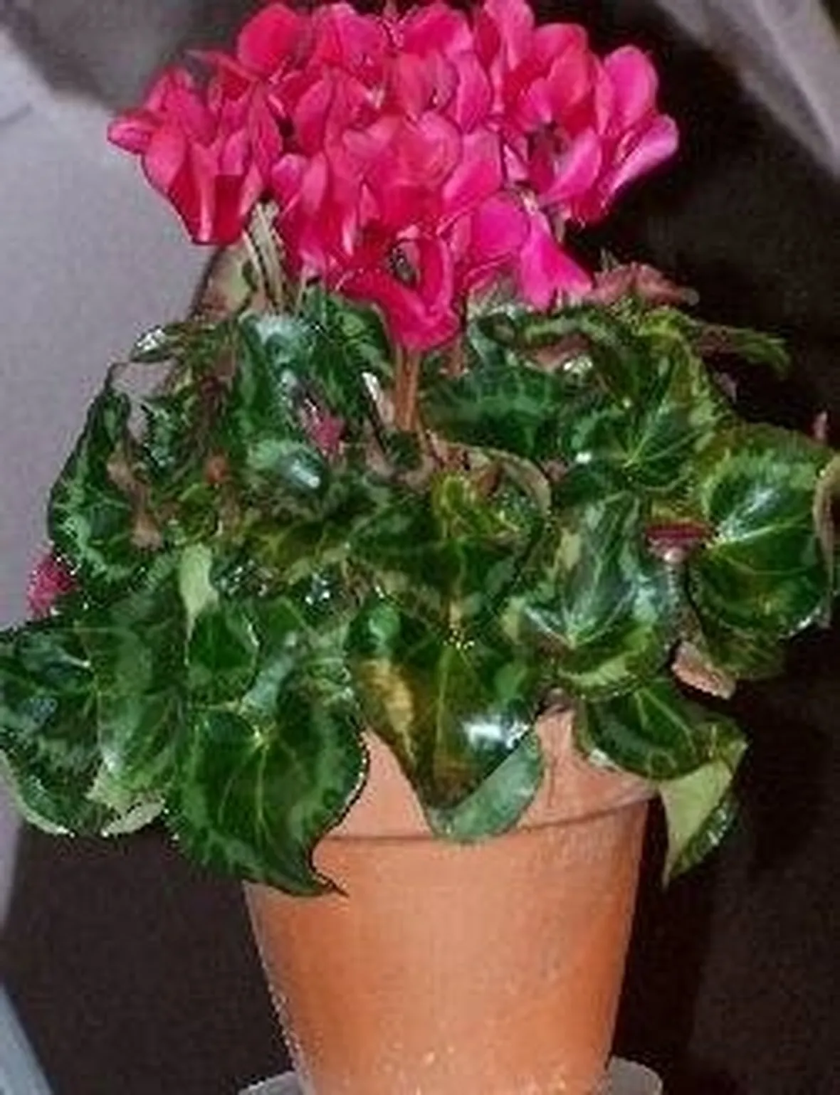 Ciclamini