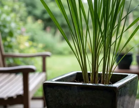 Citronella