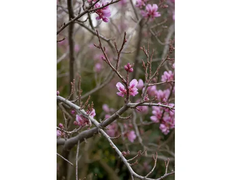 Cercis