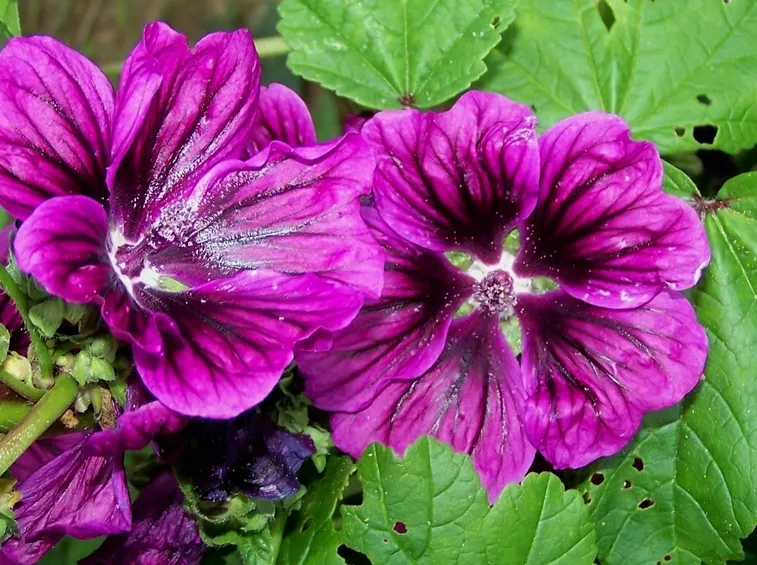 malva