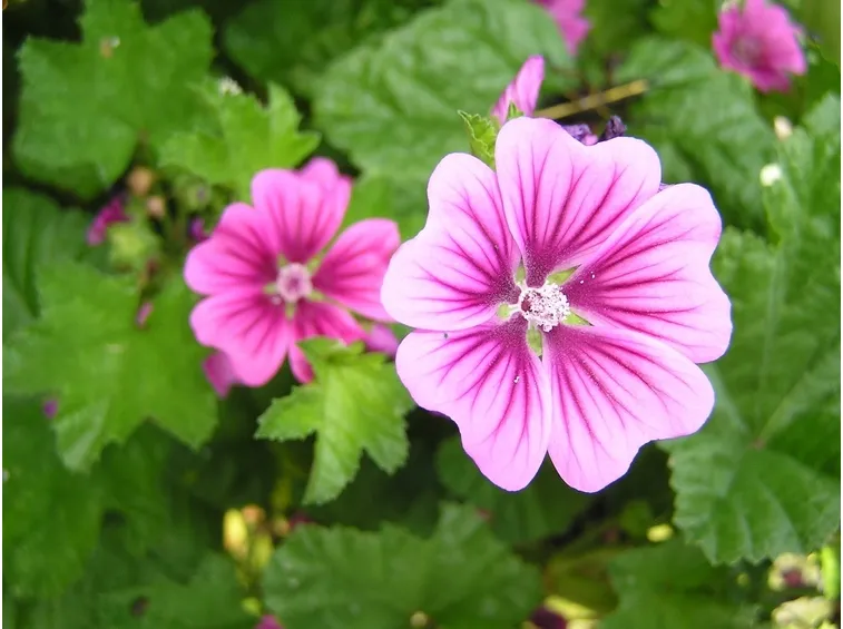 Malva