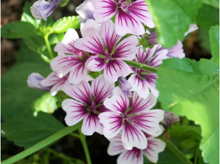 fiore di malva