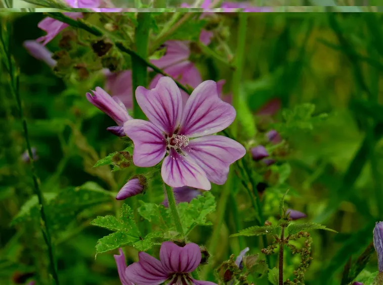 malva
