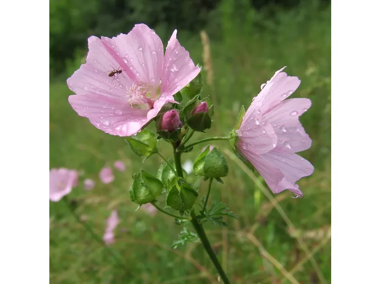 malva moschata