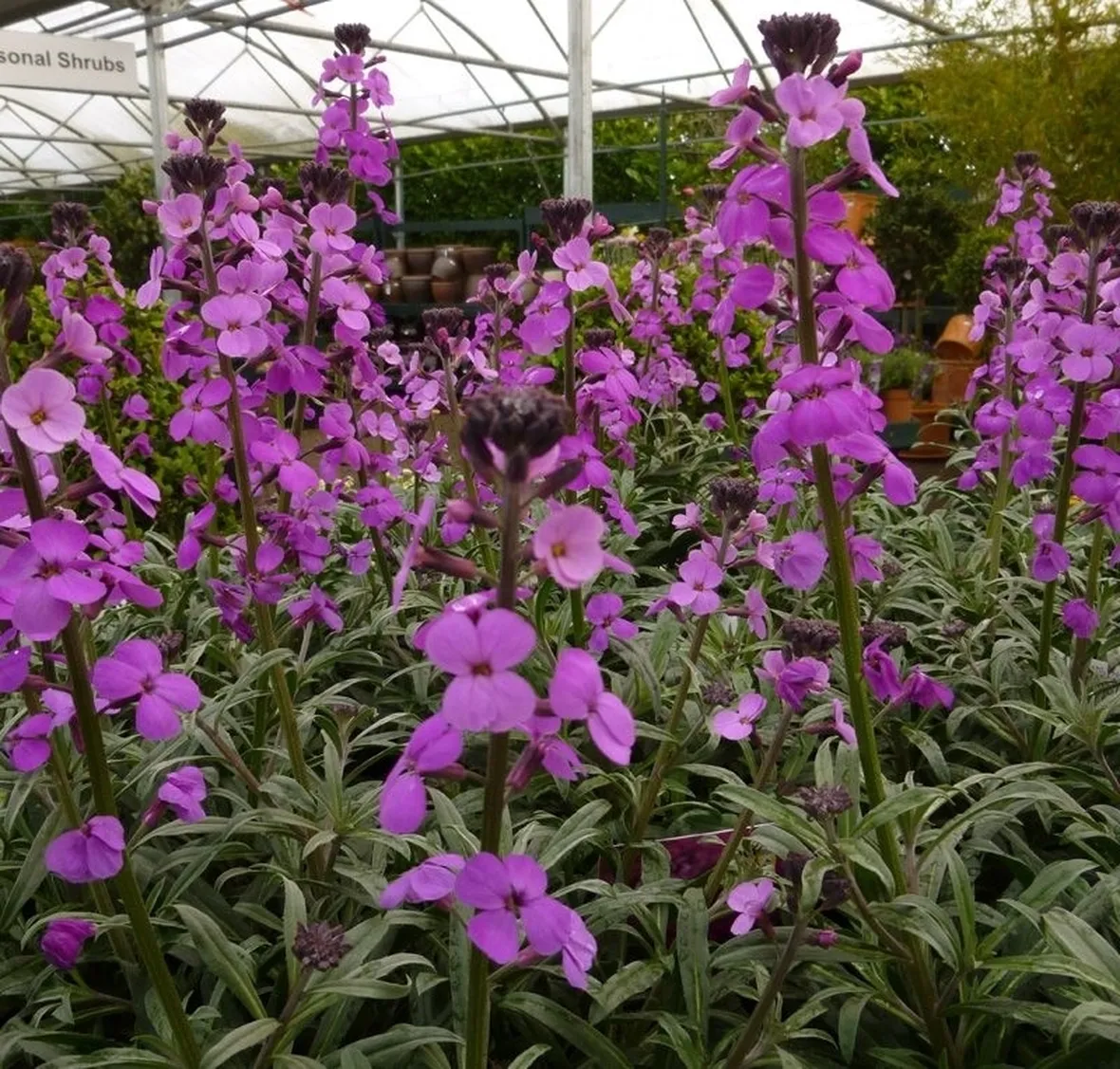Malva
