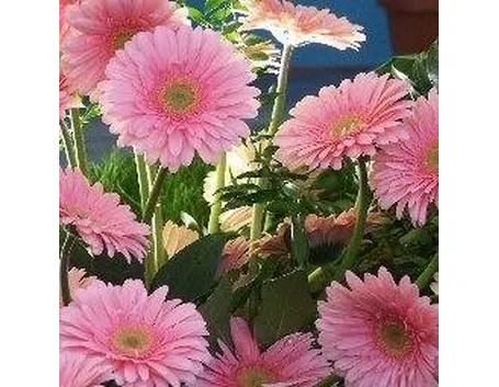 Gerbere rosa