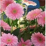 Gerbere rosa