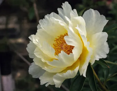 Peonia gialla