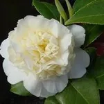 camelie
