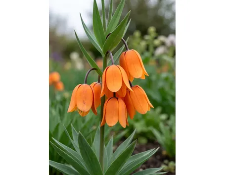 Fritillaria imperialis