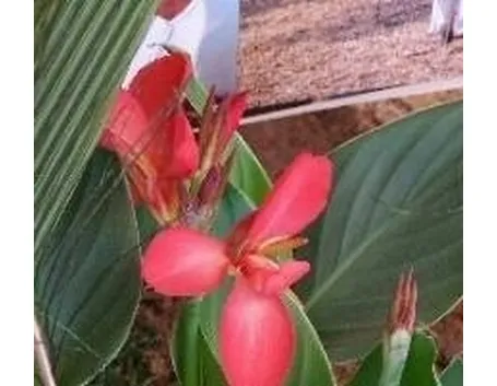 Canna indica