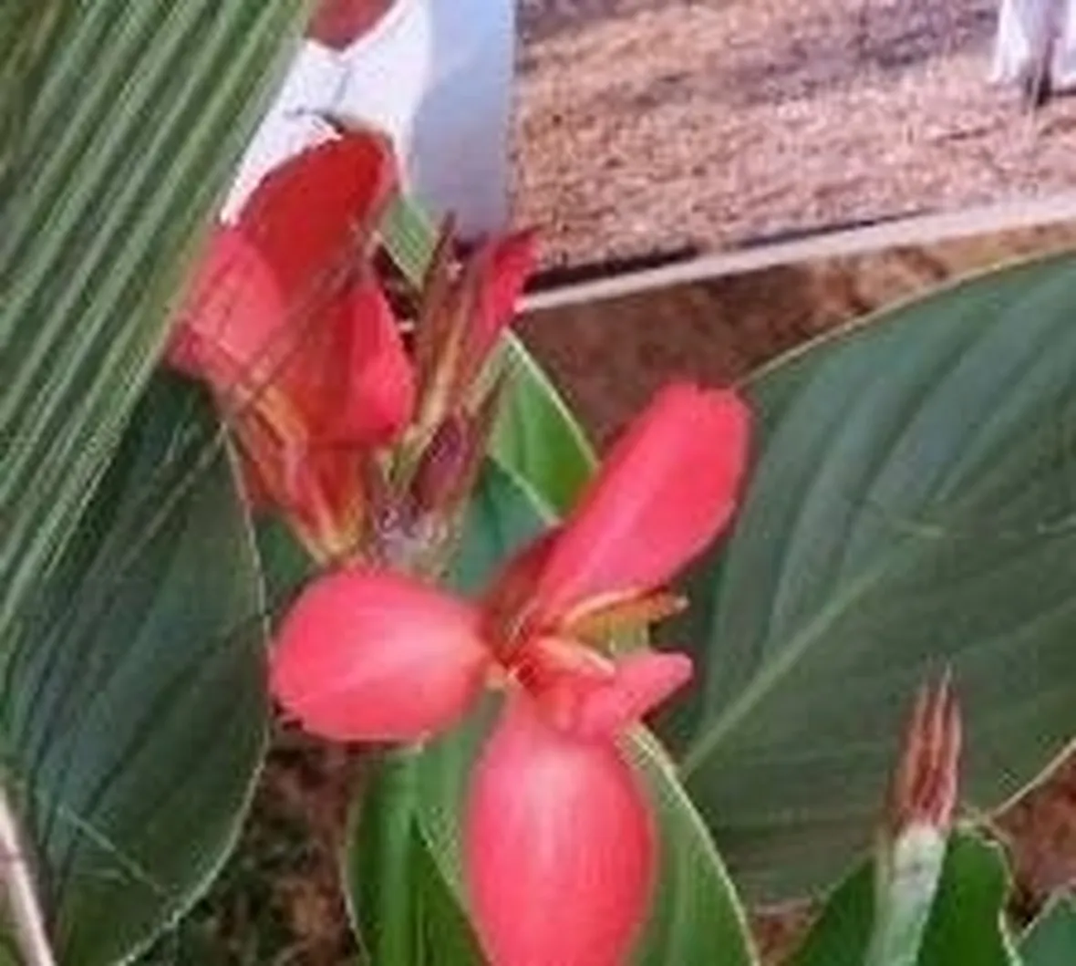 Canna indica