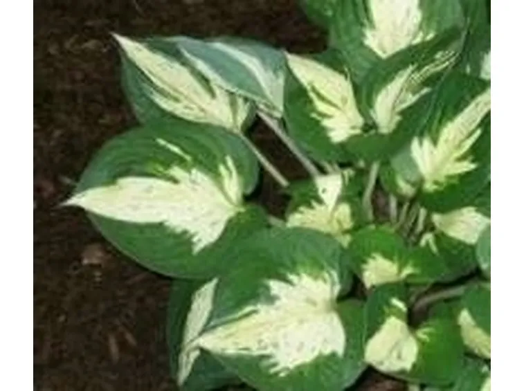 hosta