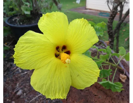 Ibisco