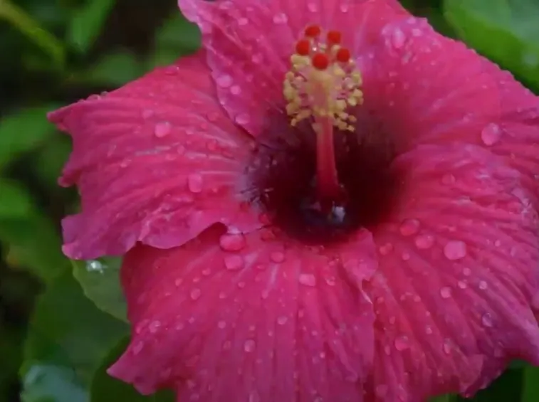 fiore di ibisco rosa sinensis