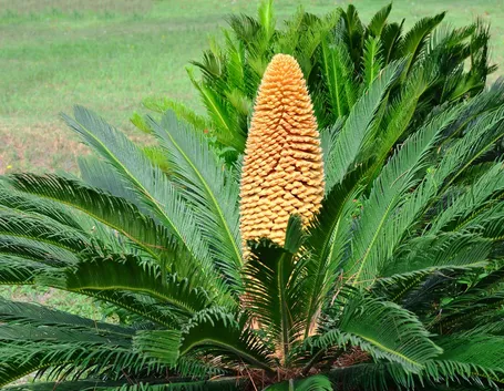 Cycas fiore femminile