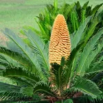 Cycas fiore femminile