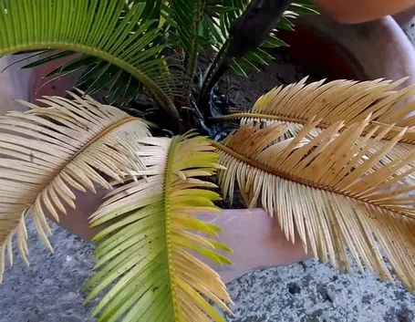 Cycas
