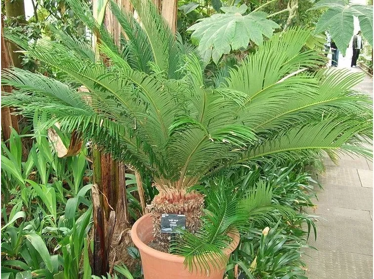 cycas