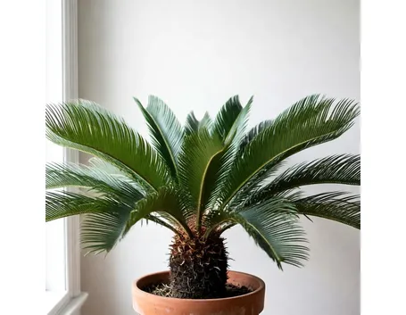 Cycas in vaso