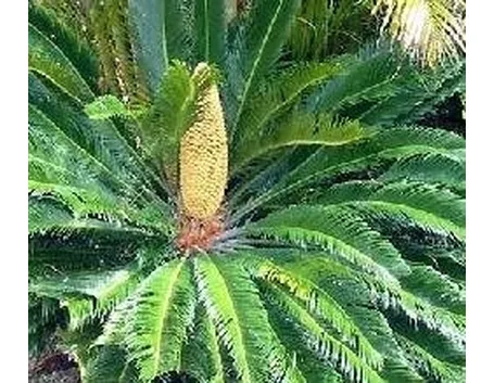 cycas in fiore