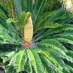 cycas in fiore