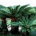 cycas