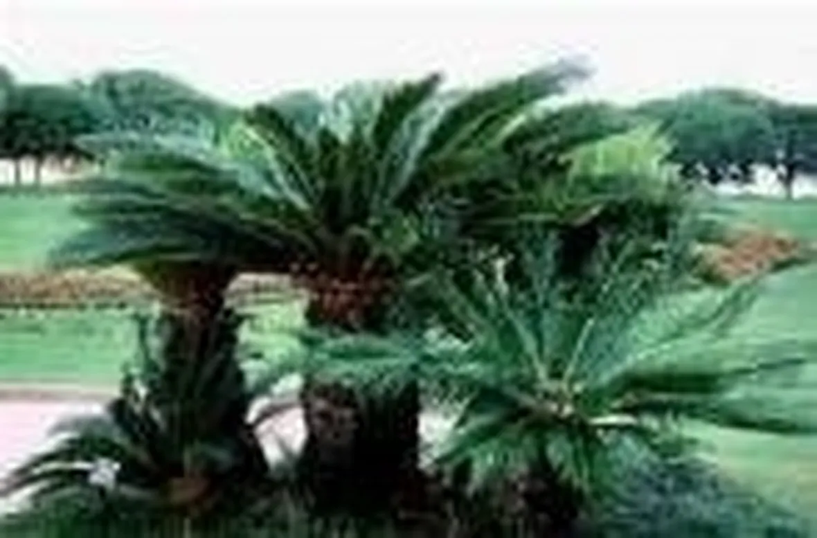 cycas