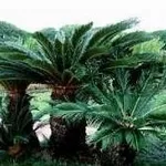 cycas