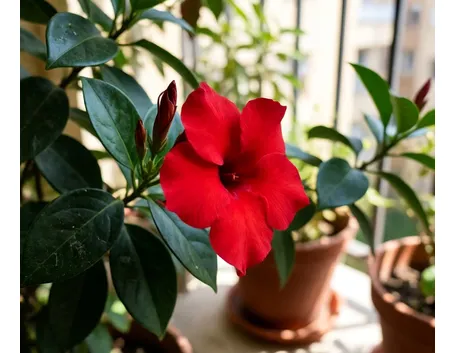 Dipladenia