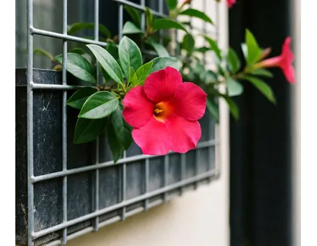 Dipladenia rosa