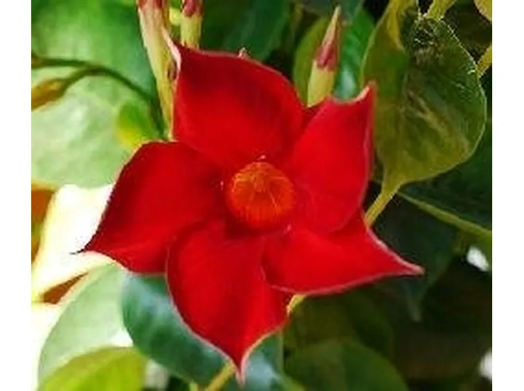 dipladenia
