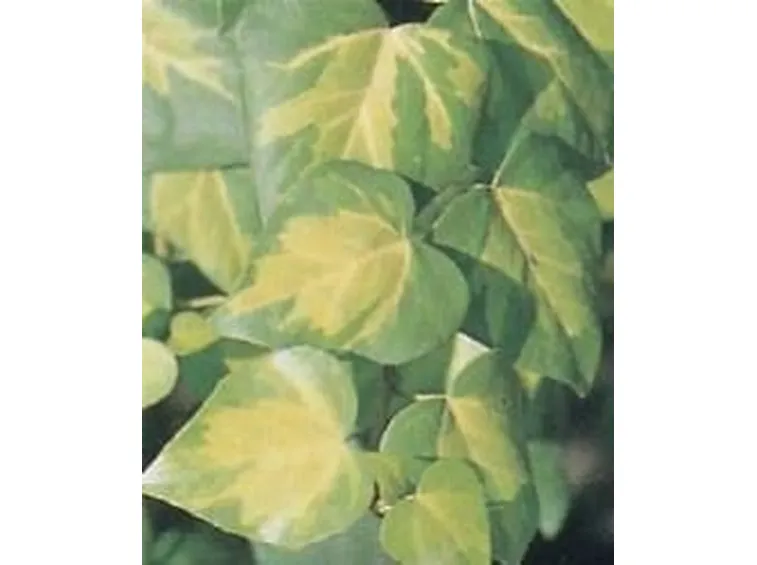 edera