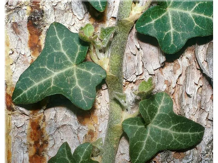 edera