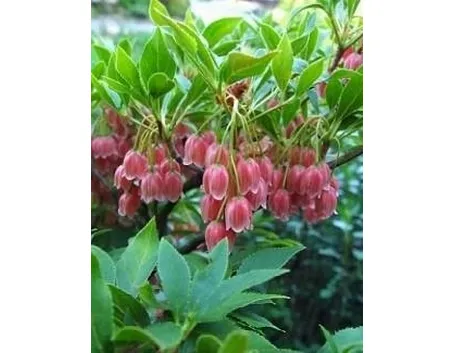 Enkianthus