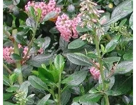 escallonia