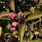 Euonymus alatus