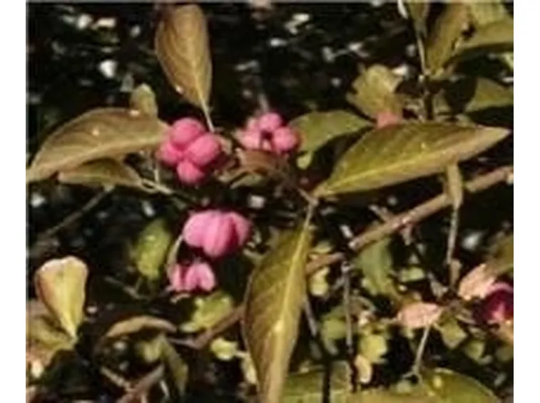 Euonymus alatus