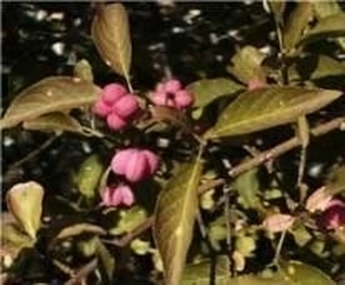 Euonymus alatus