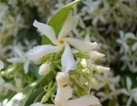 Trachelospermum