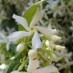 Trachelospermum
