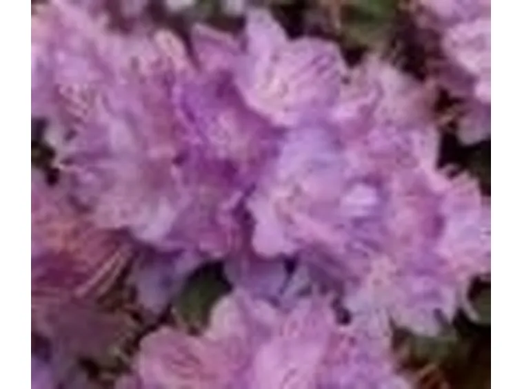 Fiori di rododendro