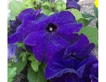 PEtunie fiorite