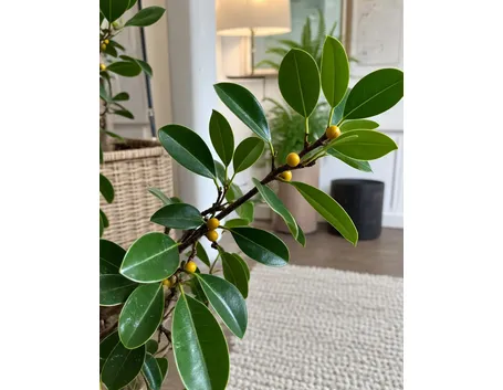 ficus