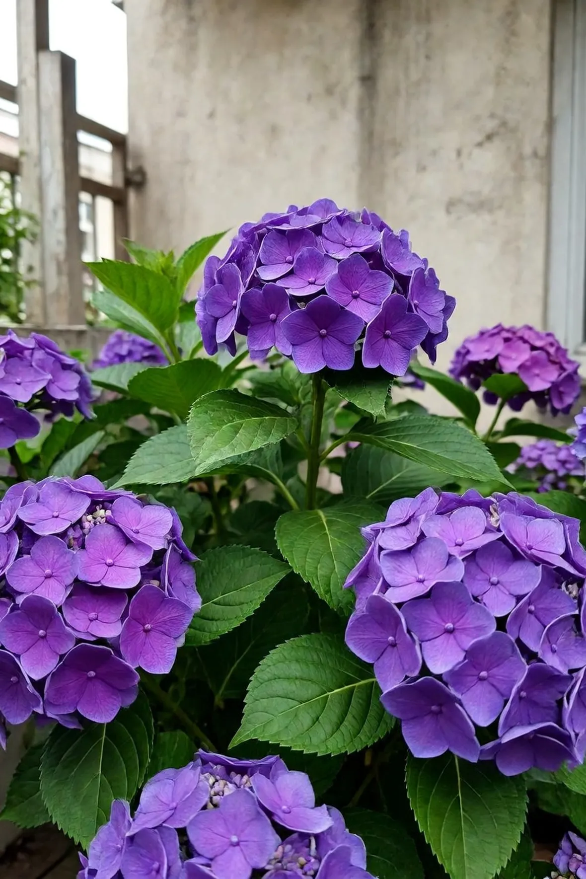 ortensia