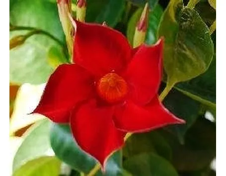 Dipladenia
