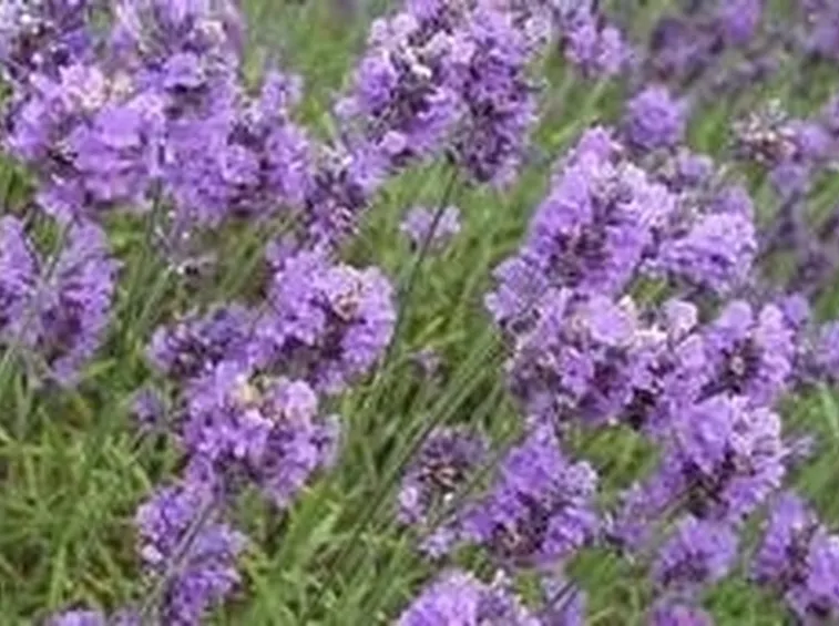 Lavanda