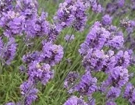LAvanda